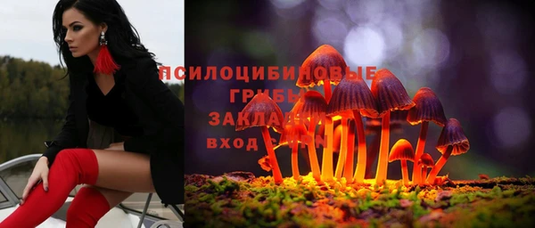 индика Ельня