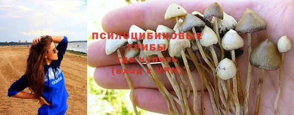 индика Ельня